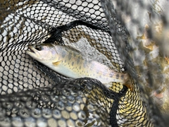 ヤマメの釣果