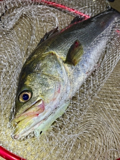 フッコ（マルスズキ）の釣果