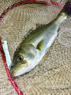 フッコ（マルスズキ）の釣果