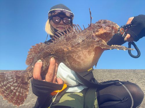 カジカの釣果