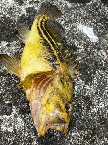 シマゾイの釣果