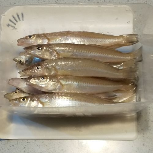 シロギスの釣果