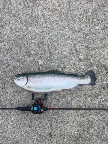ニジマスの釣果