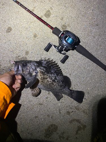 クロソイの釣果