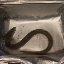 ウナギ