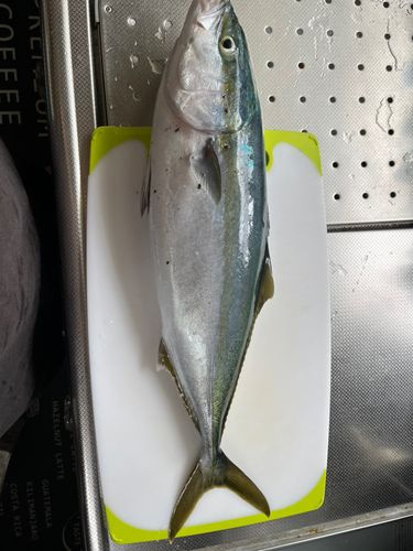 メジロの釣果
