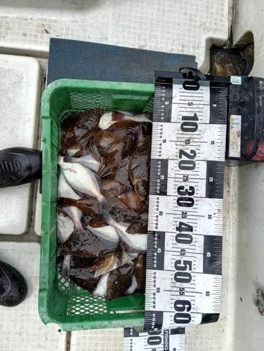 ソウハチの釣果