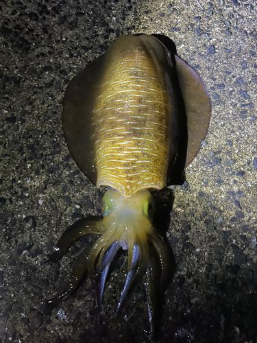 アオリイカの釣果