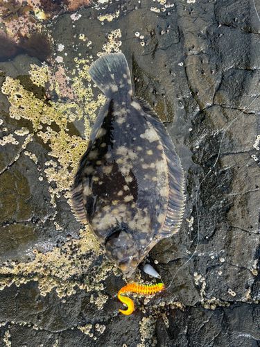 クロガシラガレイの釣果