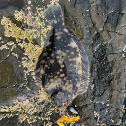 クロガシラガレイ