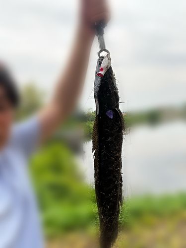ライギョの釣果