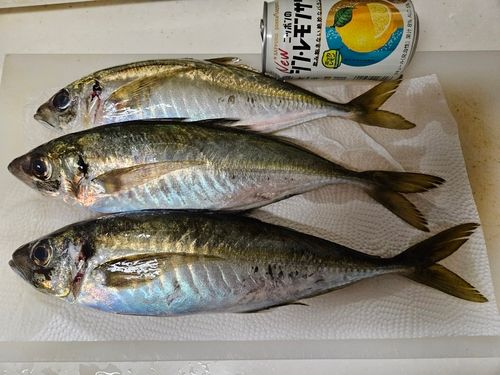 アジの釣果