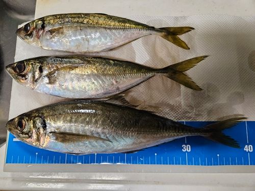 アジの釣果