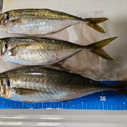アジ