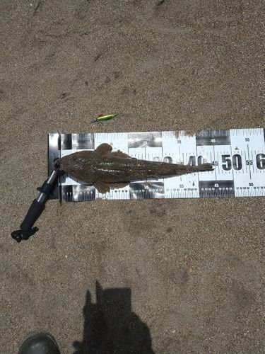 マゴチの釣果