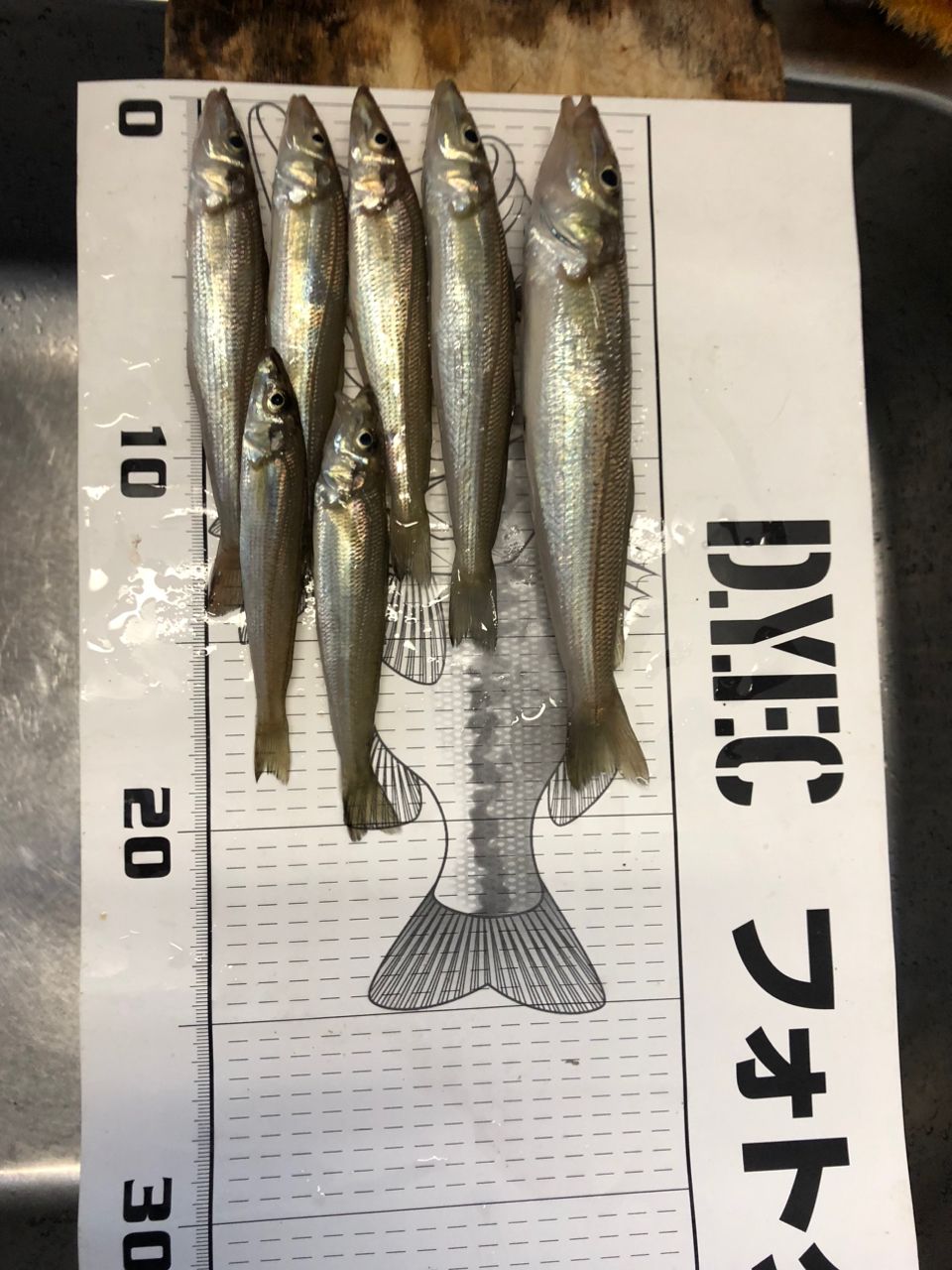 みどりいろさんの釣果 3枚目の画像