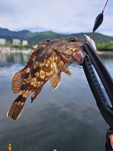 アラカブの釣果