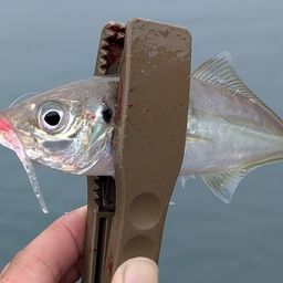 アジ