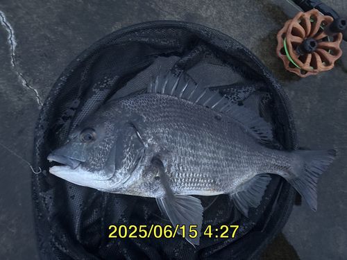 クロダイの釣果