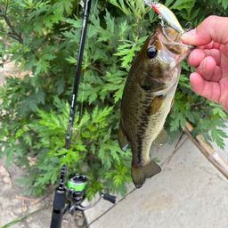 ラージマウスバス