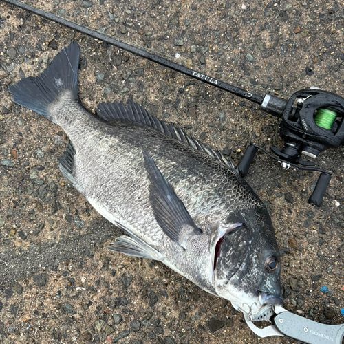 チヌの釣果