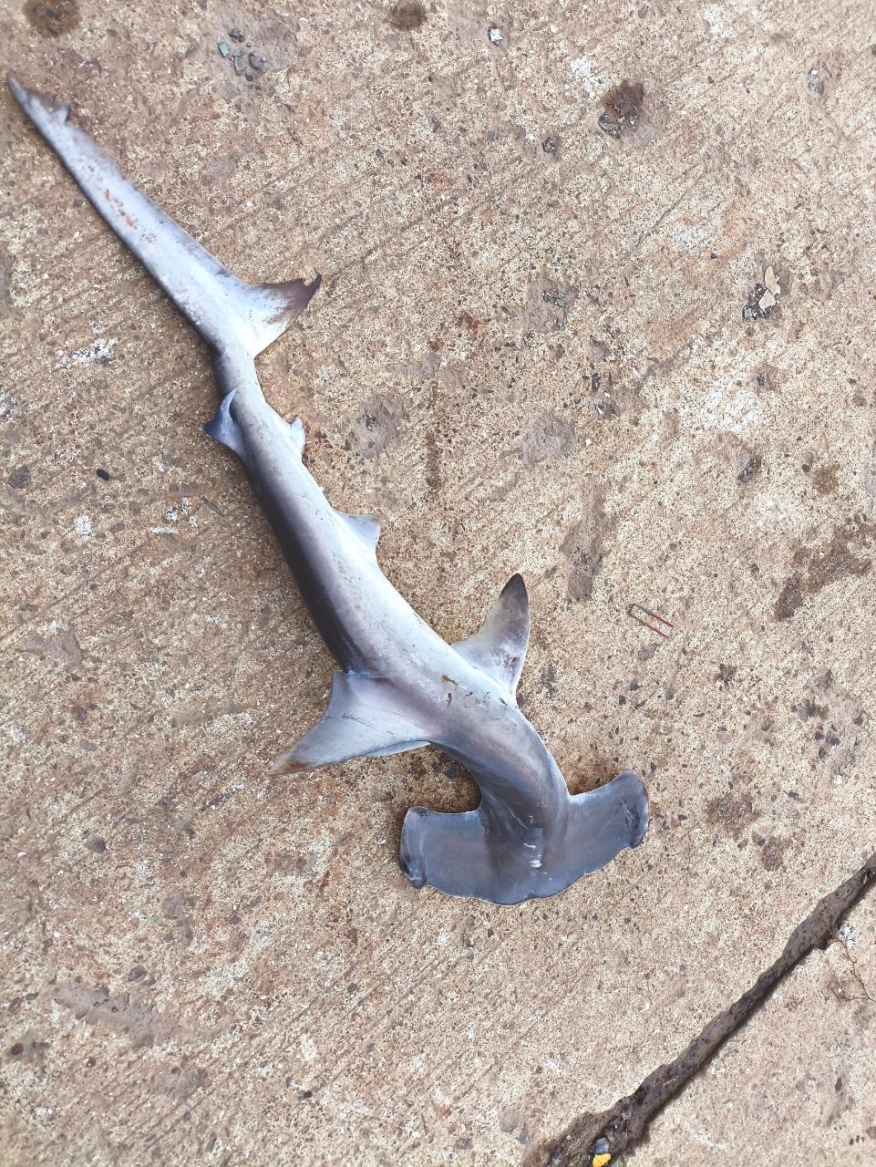 ハンマーヘッドシャーク