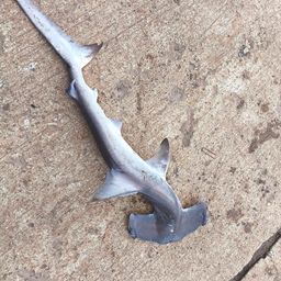 ハンマーヘッドシャーク