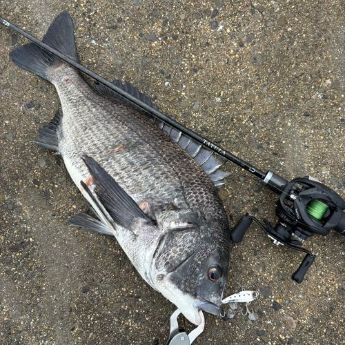 チヌの釣果