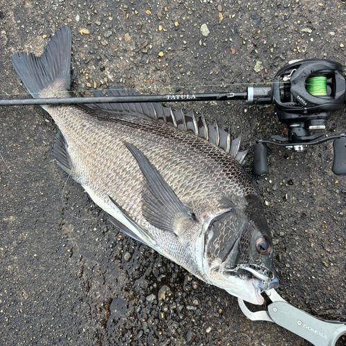 チヌの釣果