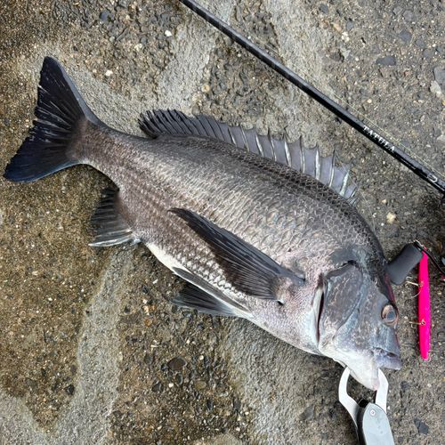 チヌの釣果