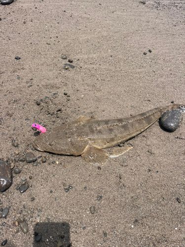 マゴチの釣果