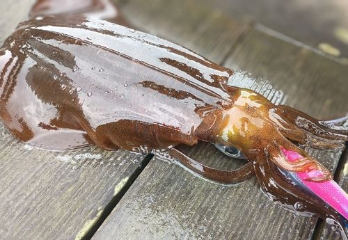 アオリイカの釣果