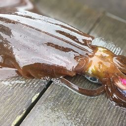 アオリイカ