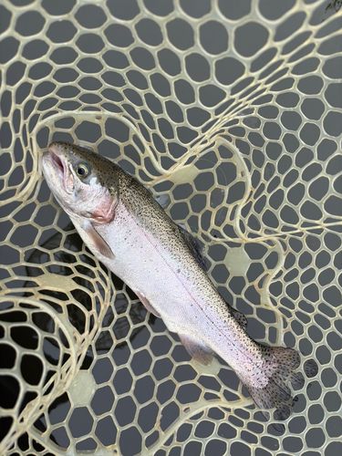 レインボートラウトの釣果