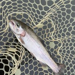 レインボートラウト