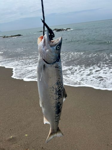 サクラマスの釣果