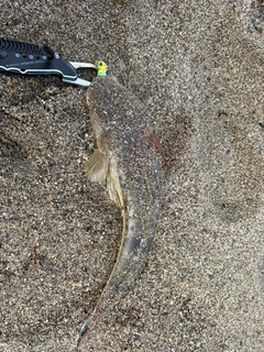 マゴチの釣果