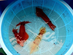 マルイカの釣果