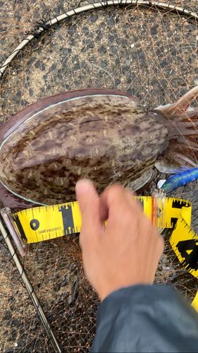 モンゴウイカの釣果