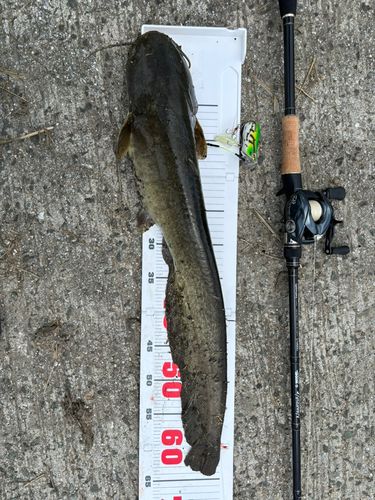 ナマズの釣果