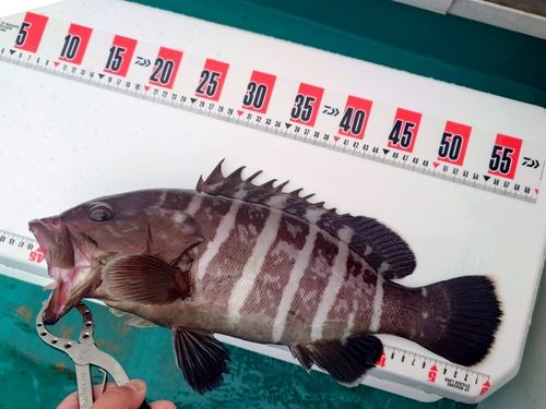 マハタの釣果