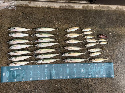 サバの釣果
