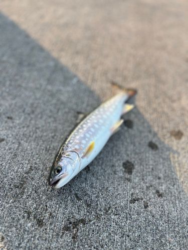 アメマスの釣果