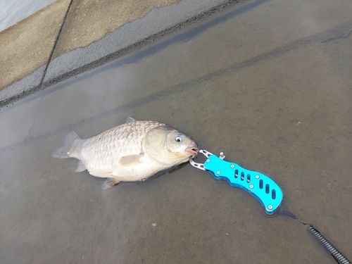 フナの釣果