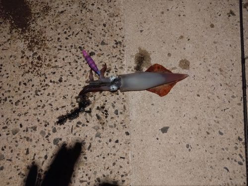 ケンサキイカの釣果