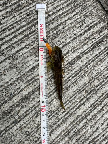 アナハゼの釣果