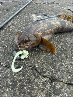 アイナメの釣果