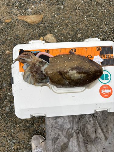 コウイカの釣果