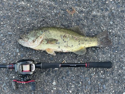ブラックバスの釣果