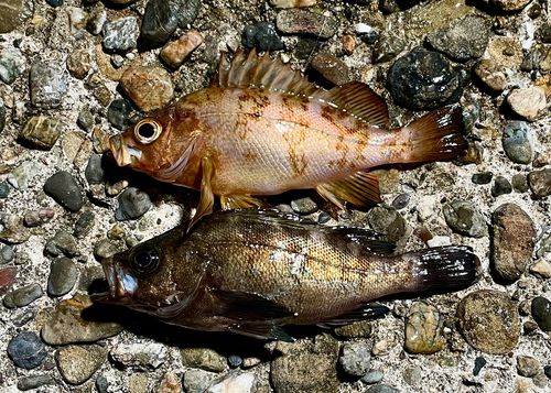 メバルの釣果